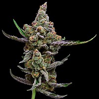 Sail Haten Feminised Seeds - 5