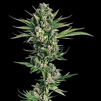 Honeycomb Chem Feminised Seeds - 5