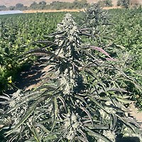 Banana Foster Feminised Seeds - 5