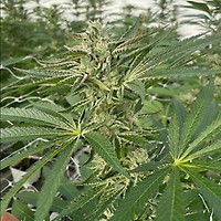 Latte Lato Feminised Seeds - 5
