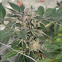 Willy's Winery Feminised Seeds - 5