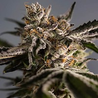 Ice Cold Feminised Seeds - 5