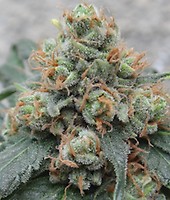 HashTonic Regular Seeds - 10