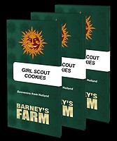 Girl Scout Cookies Feminisiert Samen