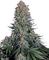 Blue Skunk Feminised Seeds