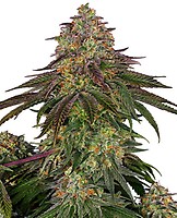 Sweet Cherry Kush Feminised Seeds