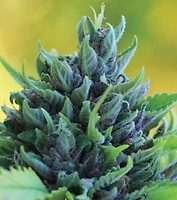 Humboldt Dream Auto Feminised Seeds