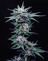 Blueberry Pancakes Feminised Seeds