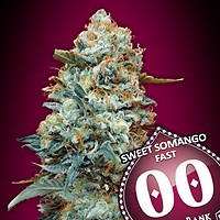Sweet Somango Schnell Feminisiert Samen