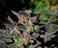 Grand Daddy Purple Feminised Seeds