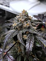 Ravenberry Auto Feminised Seeds