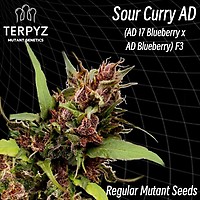 Sour Curry AD Regular Seeds