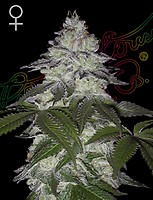 Milky Dreams Feminised Seeds