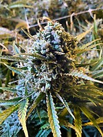 Frosted Watermelon Auto Feminisiert Saatgut