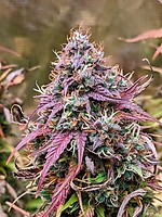 Grizzly Crinkle Auto Feminisiert Saatgut