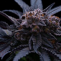 End Game RBX The Punch Line Feminised Seeds