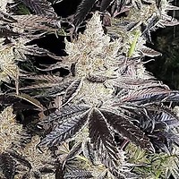 Ethos Cookies R2 Feminised Seeds