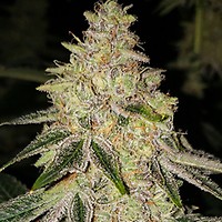 Mac 'n' Jack R1 Feminised Seeds