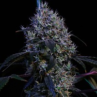 Super Lemon Haze RBX3 Feminisiert Saatgut