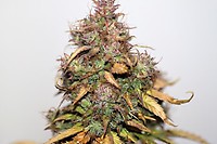 Stardawg Auto Feminisiert Saatgut - BULK x 100