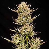 Cookie Apple OG F1 Auto Feminisiert Saatgut