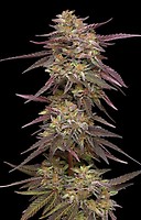 COB Salad Feminised Seeds