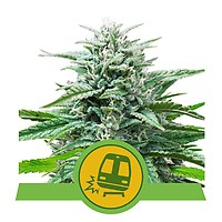 Trainwreck Auto Feminised Seeds