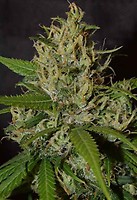 Oaxaca A5 Haze Feminised Seeds