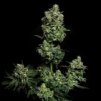 Oregon Apple Trail Feminised Seeds