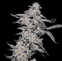 Purple Cherry Popper Feminised Seeds