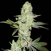 Runtz Bombz Feminsed Seeds