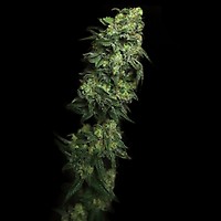 White Serpent Feminised Seeds