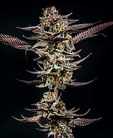 Gelato Kiss Feminised Seeds