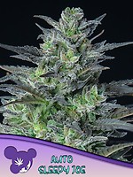 Sleepy Joe Auto Feminised Seeds