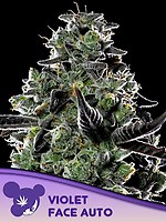 Violet Face Auto Feminisiert Saatgut