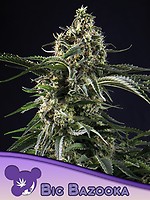 Big Bazooka Feminised Seeds