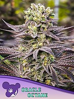 Oracle Octane Feminised Seeds