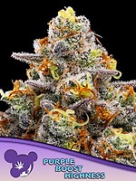 Purple Boost Highness Feminised Seeds