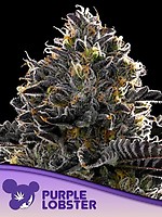 Purple Lobster Feminised Seeds