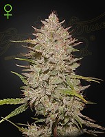 Chemical Candy Auto Feminised Seeds