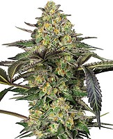 Grapevine Candy Feminised Seeds
