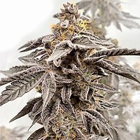 Sour Apple Kiss Feminised Seeds