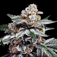 Canelo Auto Feminised Seeds
