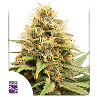 Crystal White Kush Feminised Seeds