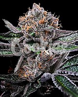 Candy Candy Feminised Seeds