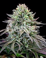 Cherry Cooks Feminised Seeds