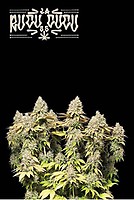 Rucu Cucu OG Auto Feminised Seeds