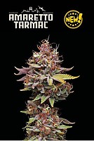 Amaretto Tarmac Feminised Seeds