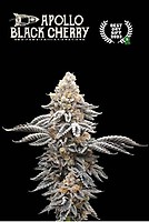 Apollo Black Cherry Feminised Seeds