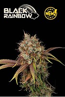 Black Rainbow Feminised Seeds
